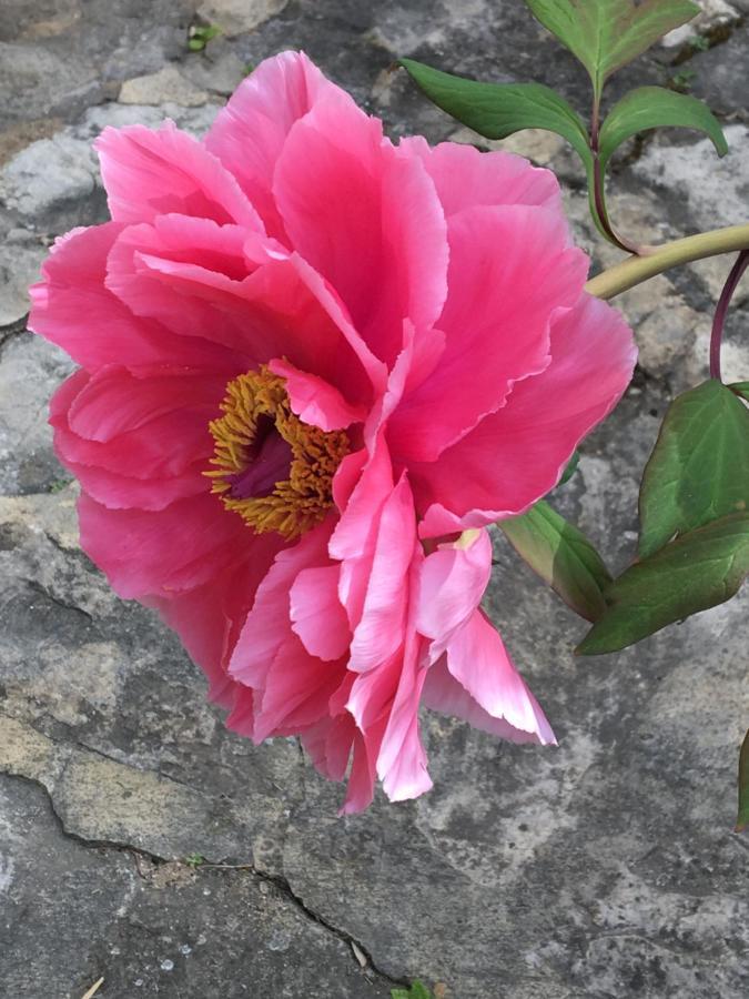 Frühstückspension De Julie Le Jardin Vaison-la-Romaine