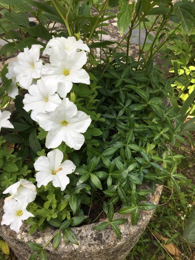 De Julie Le Jardin *